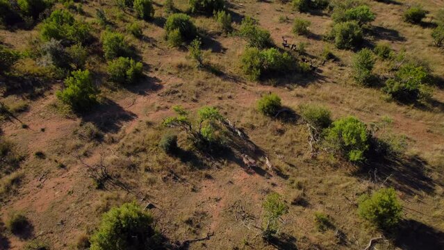 African Zebras And Wildebeest Herds Cohabiting In Savanna Bush, Aerial