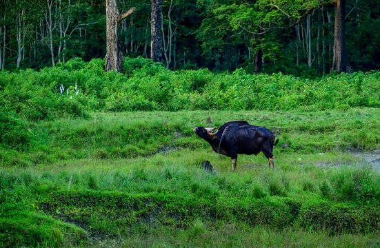 Scenic view of a gaur grazing on green plants