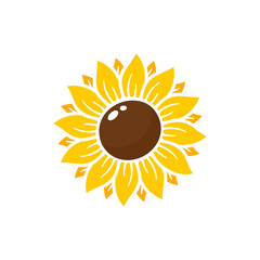yellow sunflower vector bloom in spring