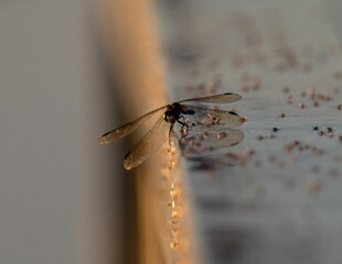 Macro shot of a vagrant darter dragonfly (Sympetrum vulgatum)