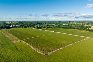 Aerial view of  green strawberry fields iduring sunny summer morning with blue sky