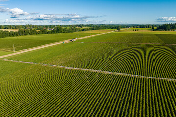 Aerial view of  green strawberry fields iduring sunny summer morning with blue sky