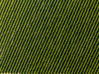 Aerial view of  green strawberry fields iduring sunny summer morning with blue sky, close up view