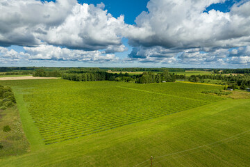 Sunny summer morning with blue sky, aerial view of green quince fields