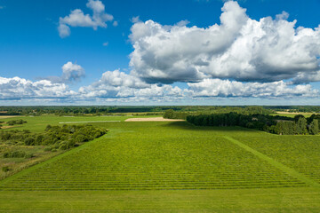 Fototapeta na wymiar Sunny summer morning with blue sky, aerial view of green quince fields