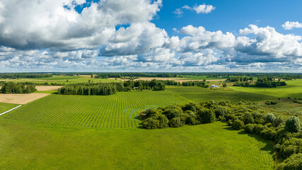 Sunny summer morning with blue sky, aerial view of green quince fields