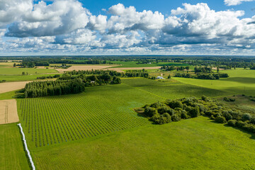 Sunny summer morning with blue sky, aerial view of green quince fields