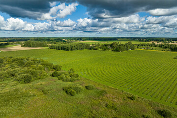 Obraz premium Sunny summer morning with blue sky, aerial view of green quince fields