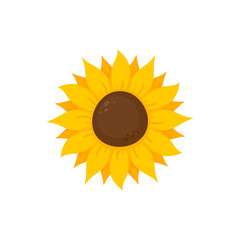yellow sunflower vector bloom in spring