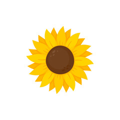 yellow sunflower vector bloom in spring
