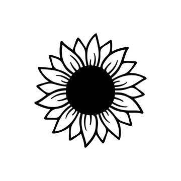 yellow sunflower vector bloom in spring