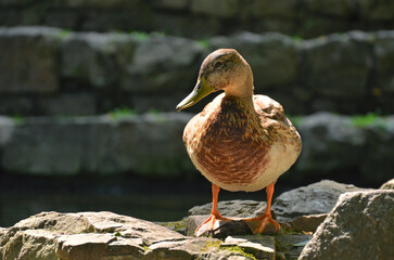 Portrait of duck mallard female standing on the rocks near the park pond and basking in the sun after the swimming. Wild duck mallard outdoors photo, close up. Free copy space.