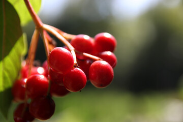 Red berries in green leaf, nature backgrounds in bokeh, viburnum berry