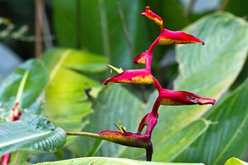 Beautiful view of a Heliconia stricta between various plants