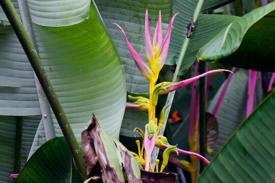 Beautiful view of Heliconia psittacorum with its pink petals and large green leaves