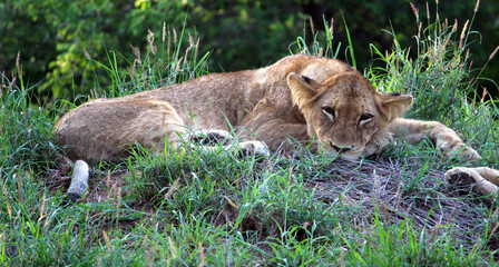 Sub-adult African lion (Panthera leo) resting in Kruger National Park (South Africa) : (pix SShukla)