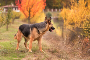 Adorable German shepherd standing in autumn park
