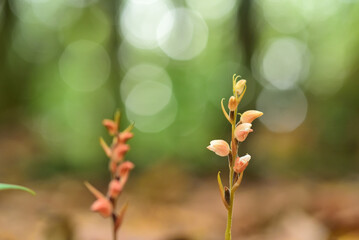 初秋に咲くシュスラン
