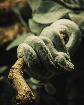 Green tree python (Morelia viridis) on a branch
