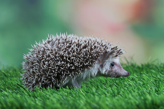 Close-up of a young hedgehog on the grass, Indonesia