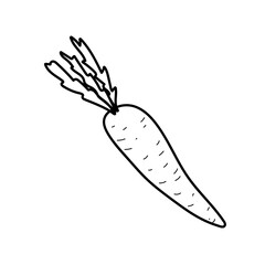 Vector dodle illustration of carrot in hand draw style.