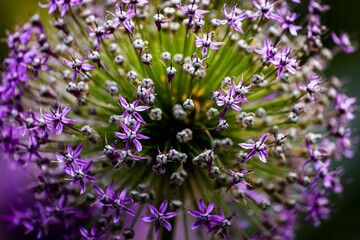 Closeup of a Giant Allium flower
