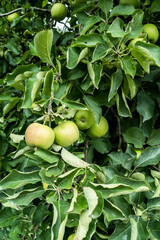 Green apple fruits on tree in summer