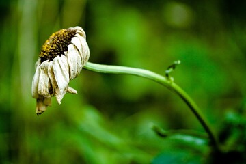 Macro shot of a wilted daisy flower in garden on green blurred background