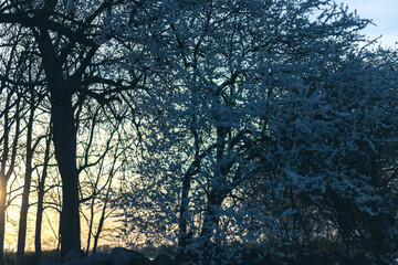 bare tree silhouettes and blooming plum tree landscape at sunset