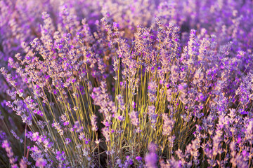 Naklejka premium Violet lavender field close up
