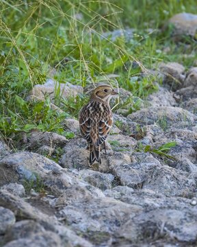 Vertical Shot Of A Lapland Longspur Bird Walking On The Rocky Ground