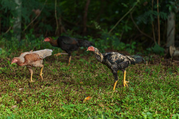 rooster cock and hen in grass field