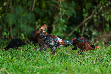 rooster cock and hen in grass field