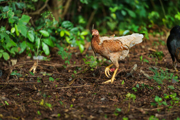 hen and rooster cock in a grass field
