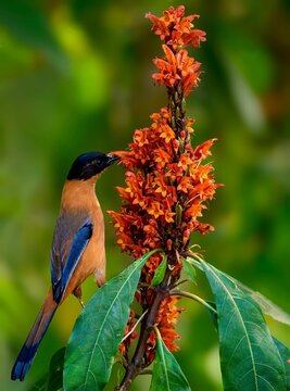 Heterophasia capistrata hanging on a flower