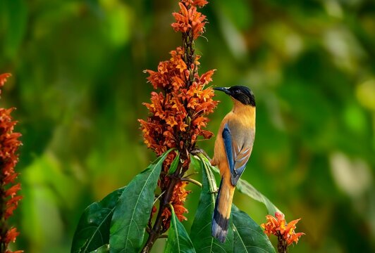 Heterophasia capistrata hanging on a flower