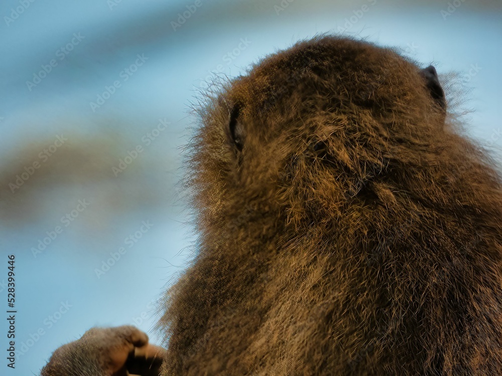 Poster back view of a hairy monkey with bokeh background