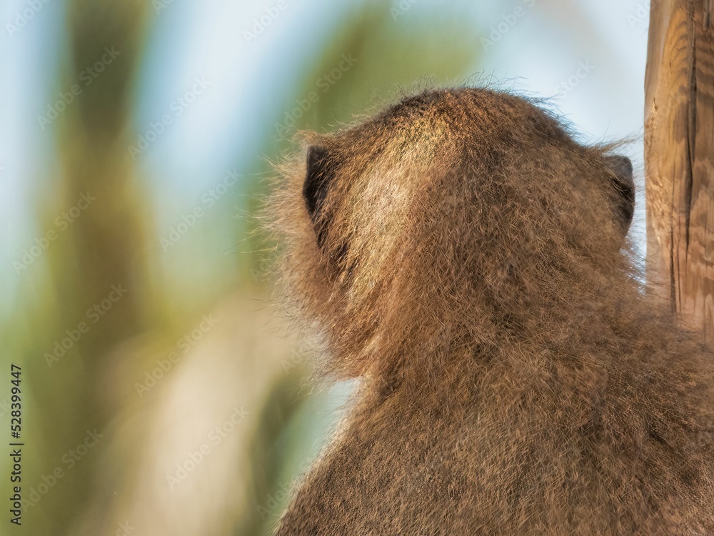 Poster back view of a hairy monkey with bokeh background