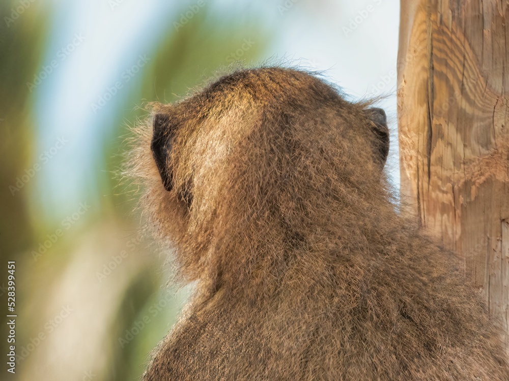 Poster back view of a hairy monkey with bokeh background