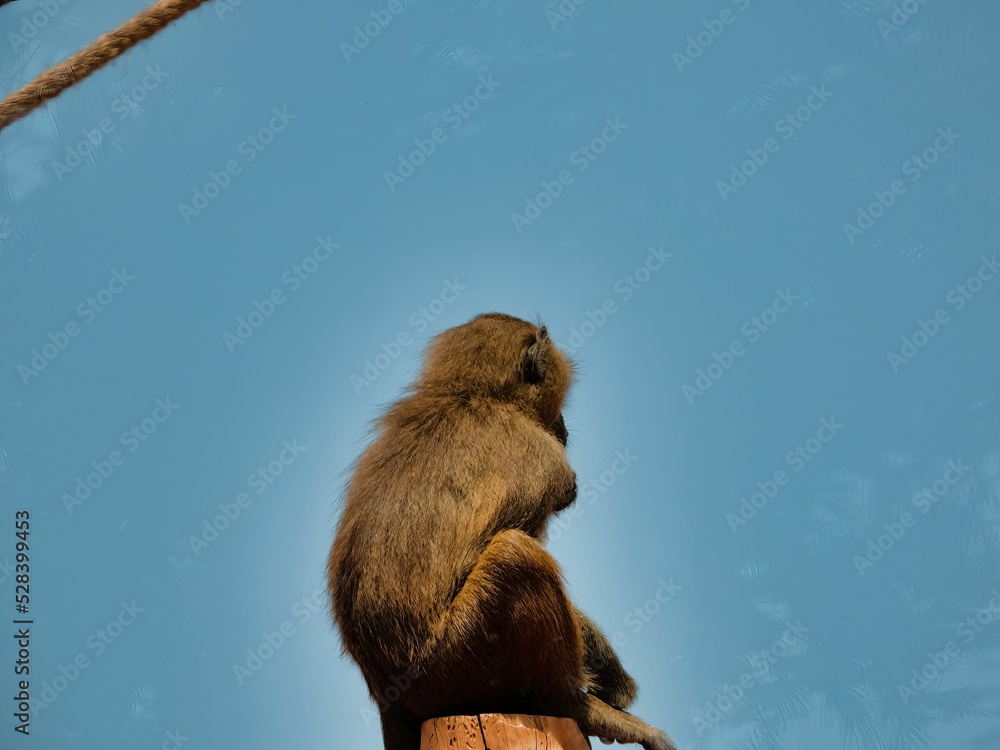 Wall mural Back view of a hairy monkey with bokeh background