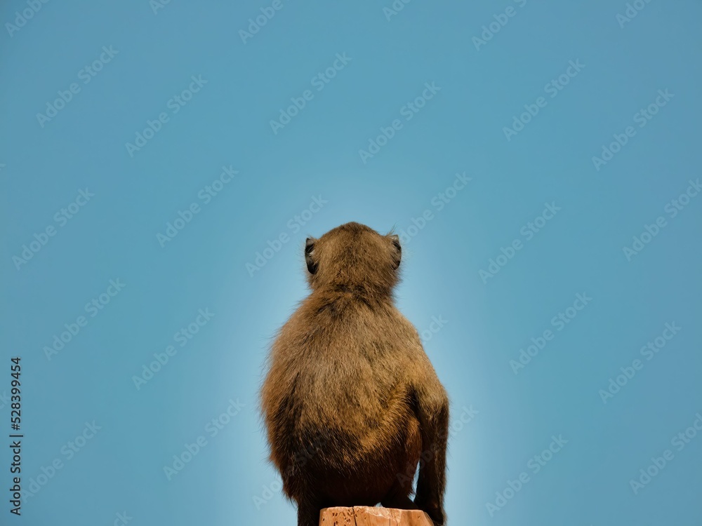 Poster back view of a hairy monkey with bokeh background