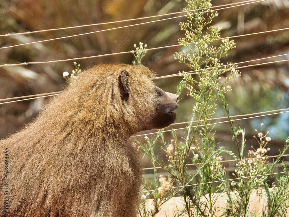 Poster back view of a hairy monkey with bokeh background