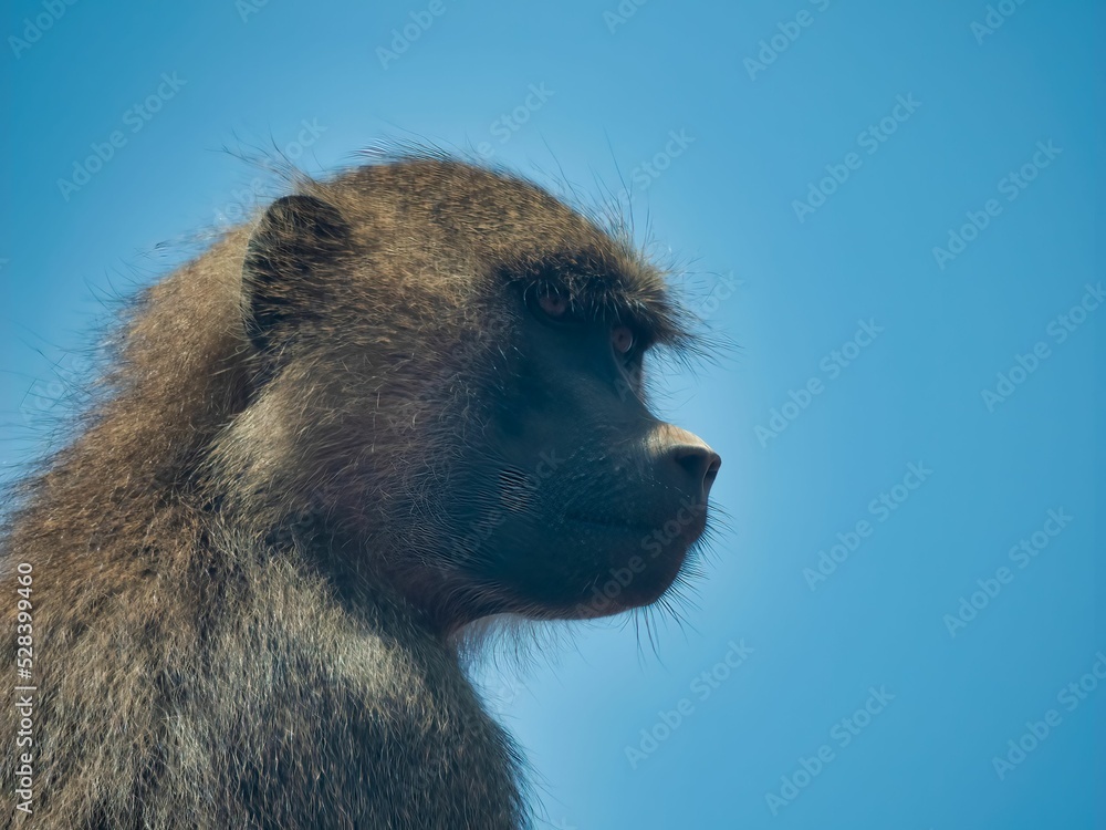 Poster side view of a hairy monkey with bokeh background