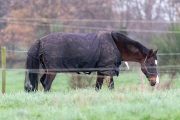 Profile view of a thoroughbred wearing a horse rug and a noseband while grazing