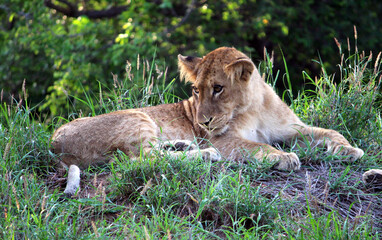 Fototapeta na wymiar Sub-adult African lion (Panthera leo) resting in Kruger National Park (South Africa) : (pix SShukla)