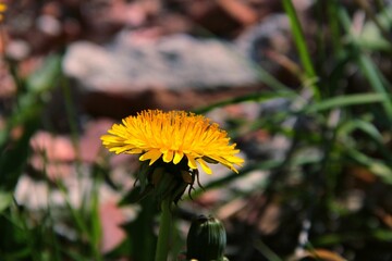 Close-up view of a common dandelion flower's head blooming
