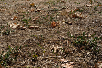 Dry grass background with dry leaves during a drought in france. Hot summer without rain. High quality photo