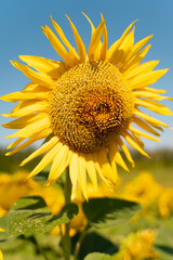 Sunflower flower on a sunflower field. Sunflower closeup.