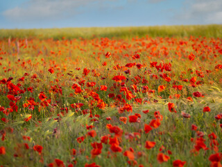 Fototapeta premium Blooming red poppy flowers in a cereal field on a sunny day