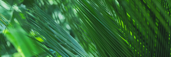 Abstract Green Leaves Texture, Nature background, Tropical Palm Leaf